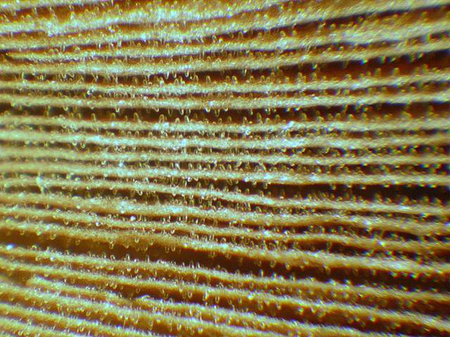 Caresta...penuria e tempi duri.....